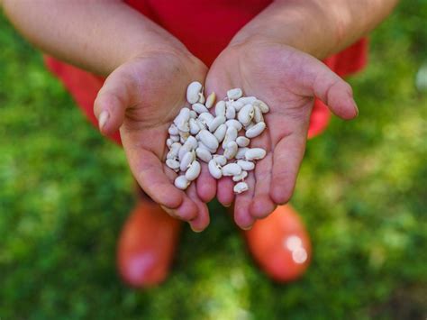 The Power of Magic Beans: Harnessing Energy from Nature